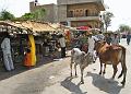 jaisalmer053