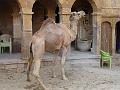 jaisalmer591