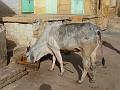 jaisalmer593
