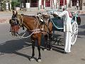 promenadejaisalmer459