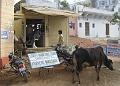 pushkar235